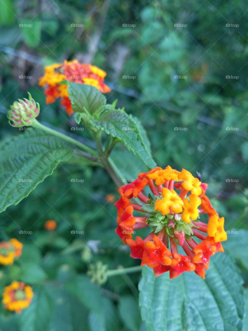array of tropical petals