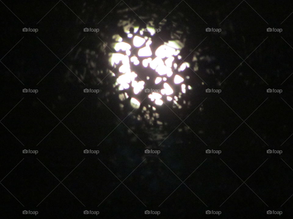 moonlight through the trees
