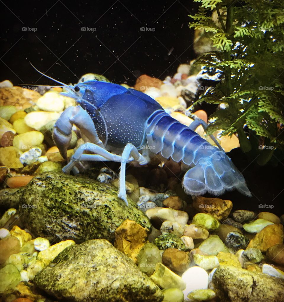 Blue Crayfish 