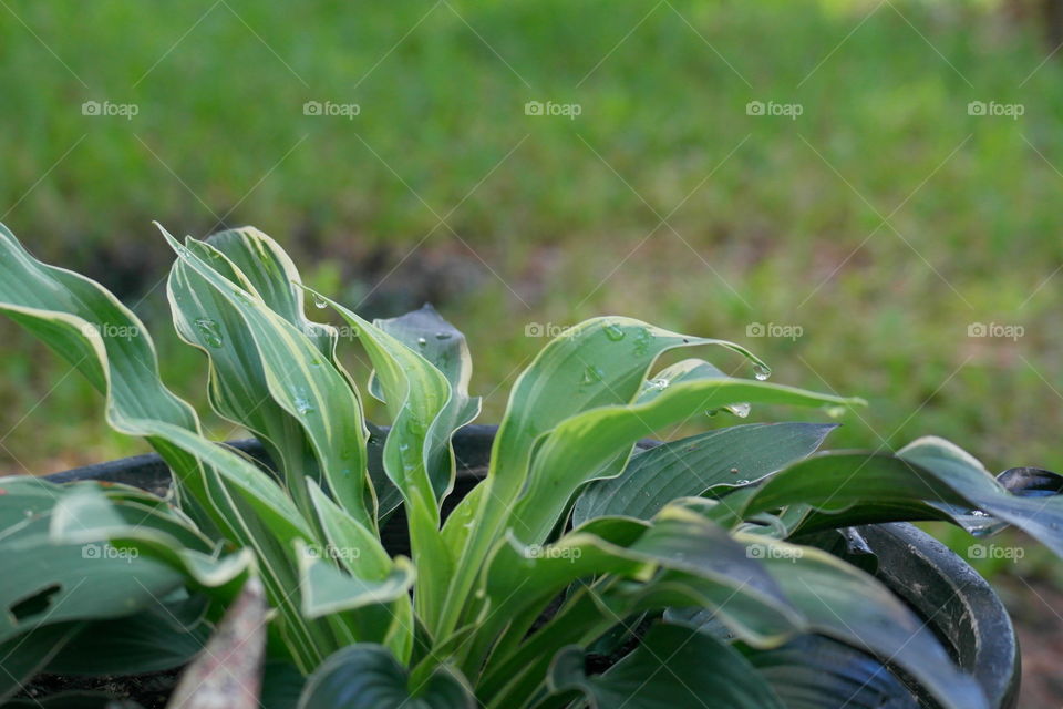 Hosta potted plant 