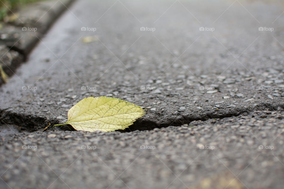 Autumn leaf on the street