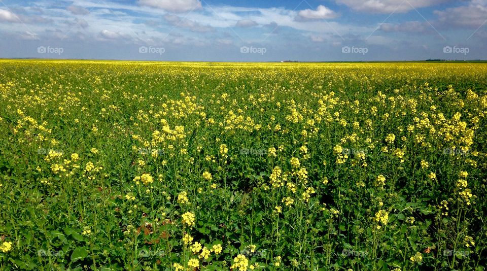 Canola plant field near Vernon, TX
