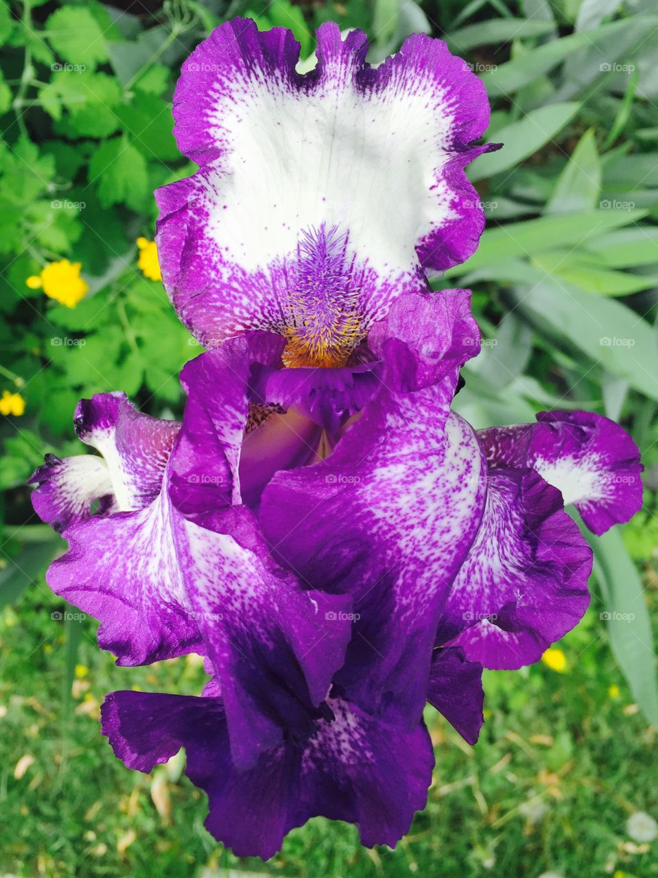 Getting Ready to Bloom