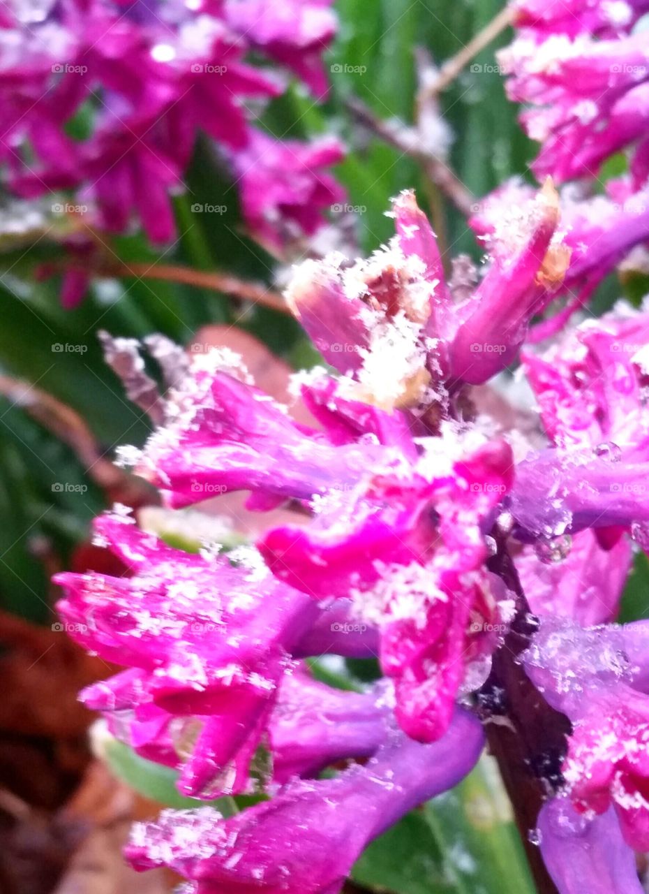 Ice on Spring Flowers