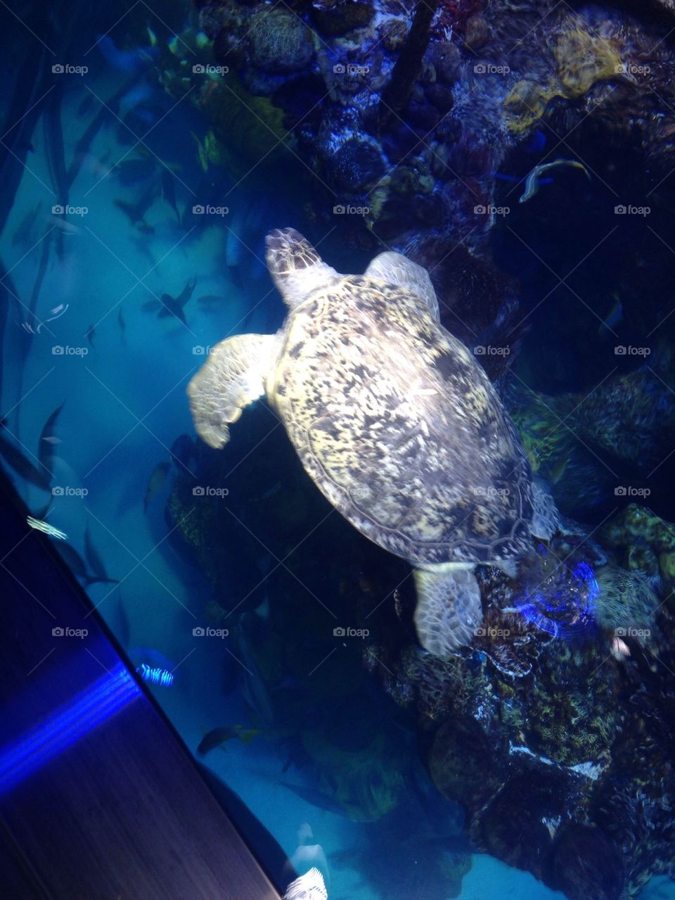 Aquarium Adventures. Sea turtle at the Boston Aquarium.