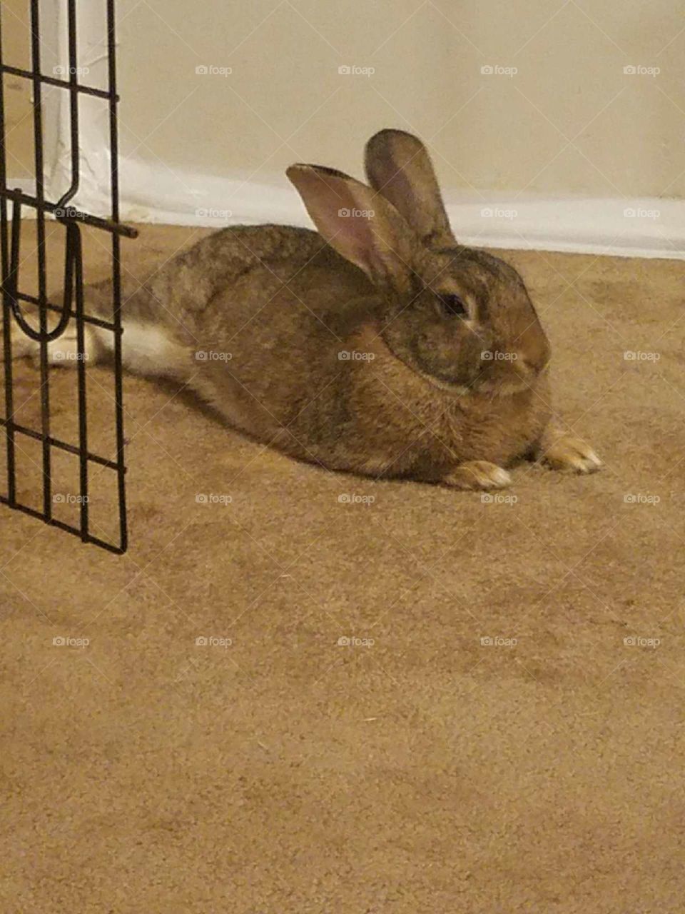 Rabbit laying down