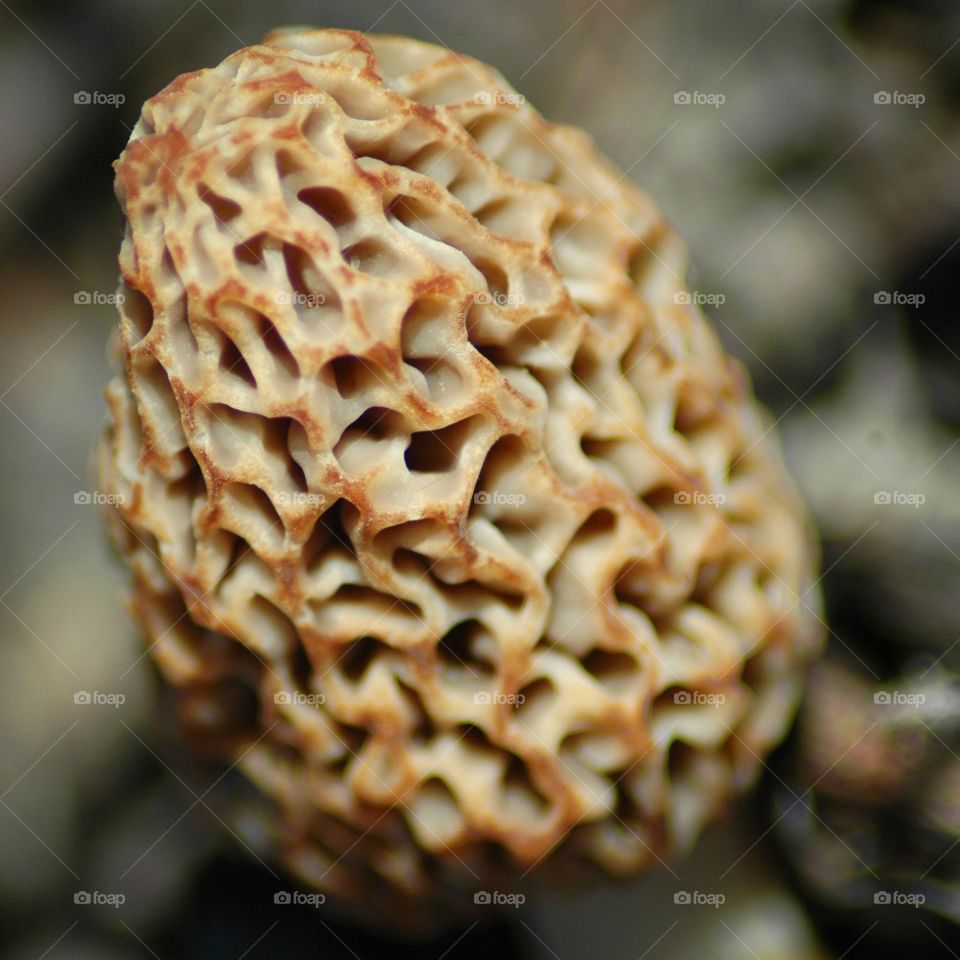 morel
