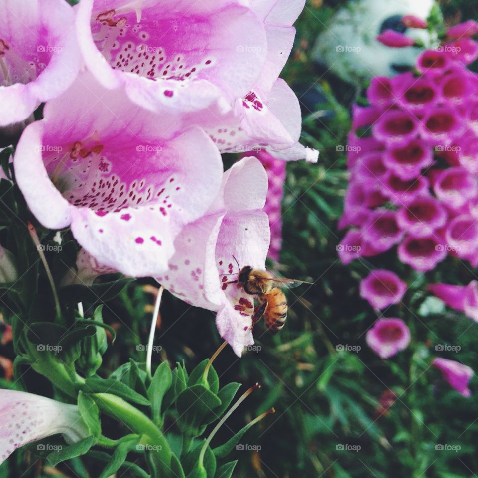 A bee hovering at the edge of a flower.
