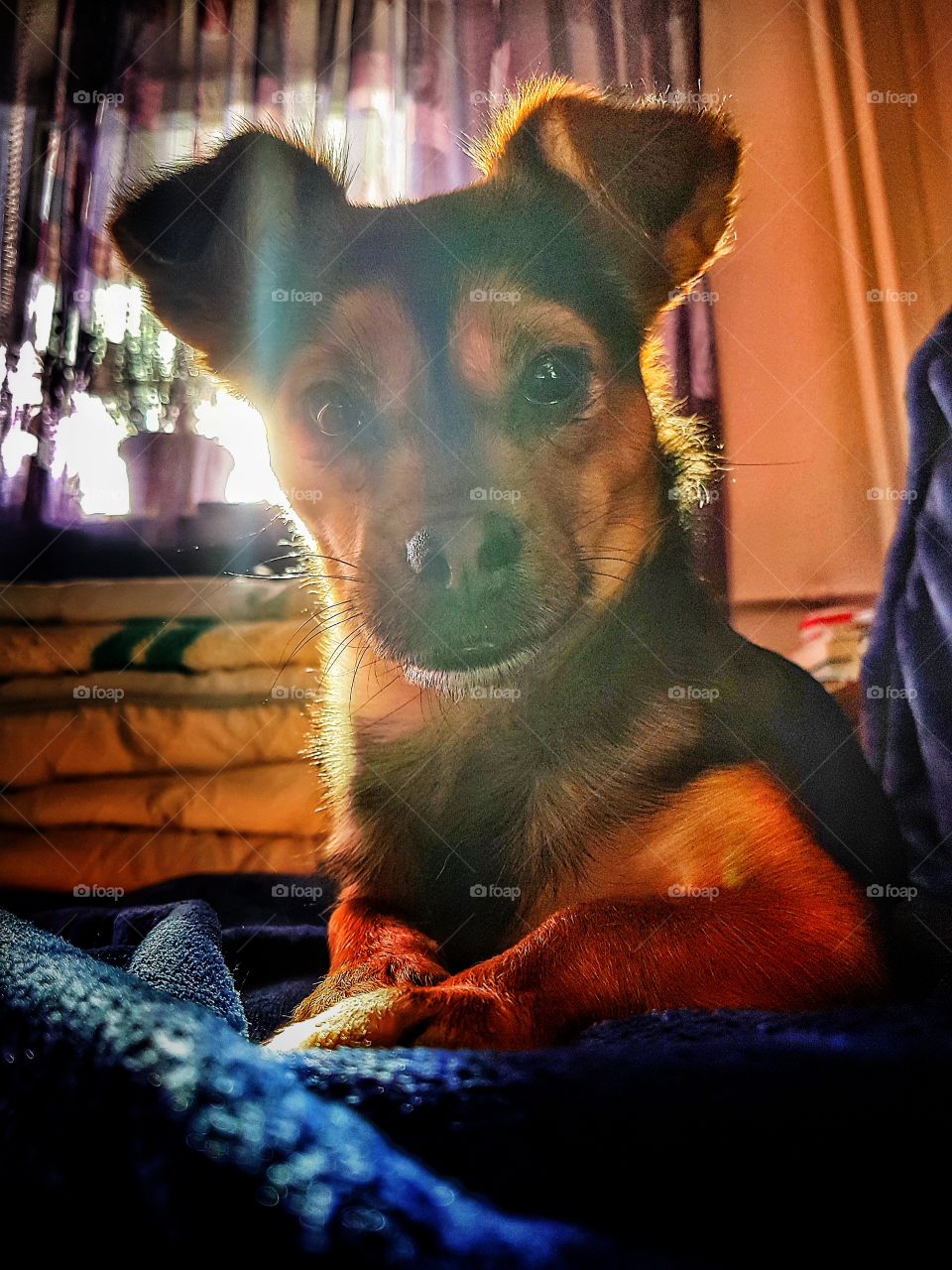 Backlight portrait