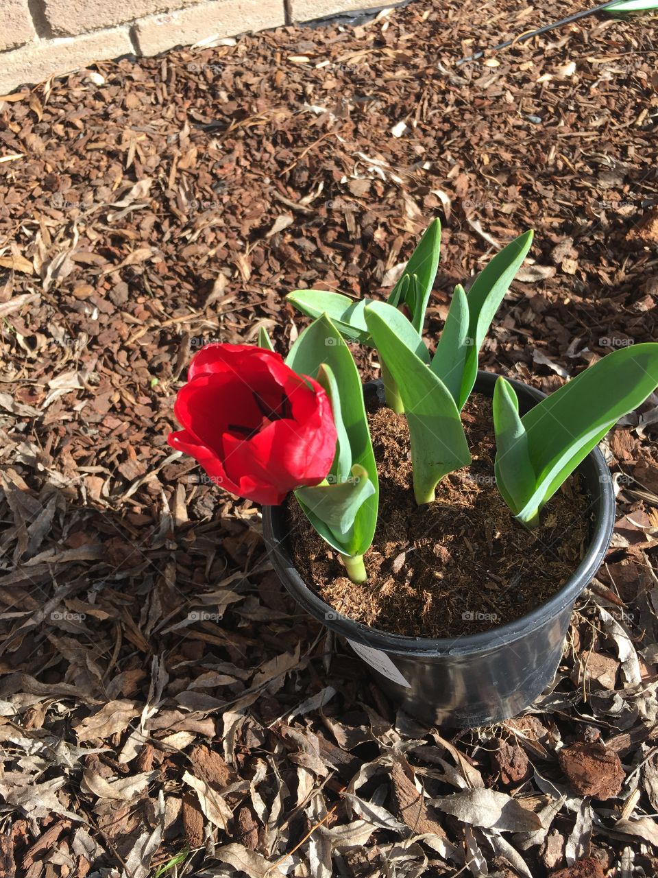 Red Tulip
