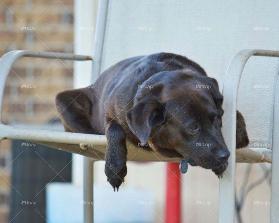 Fat black dog in a chair like a person. This is her "spot".