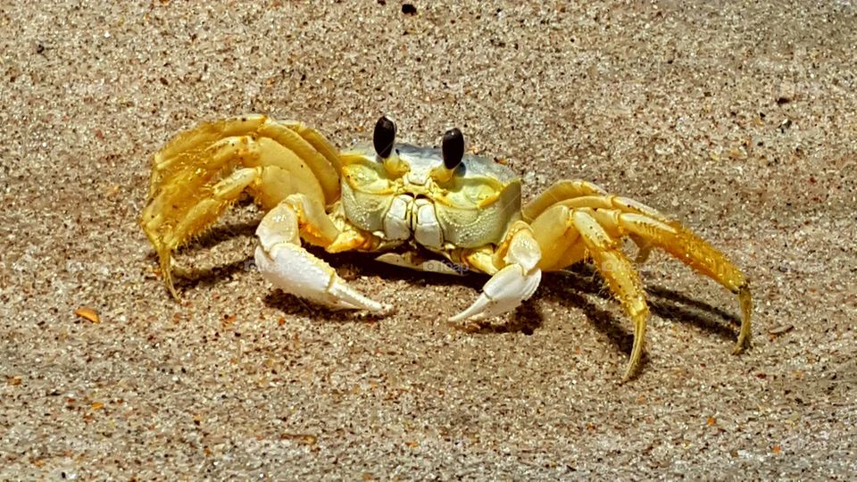 yellow sand crab, Florida.