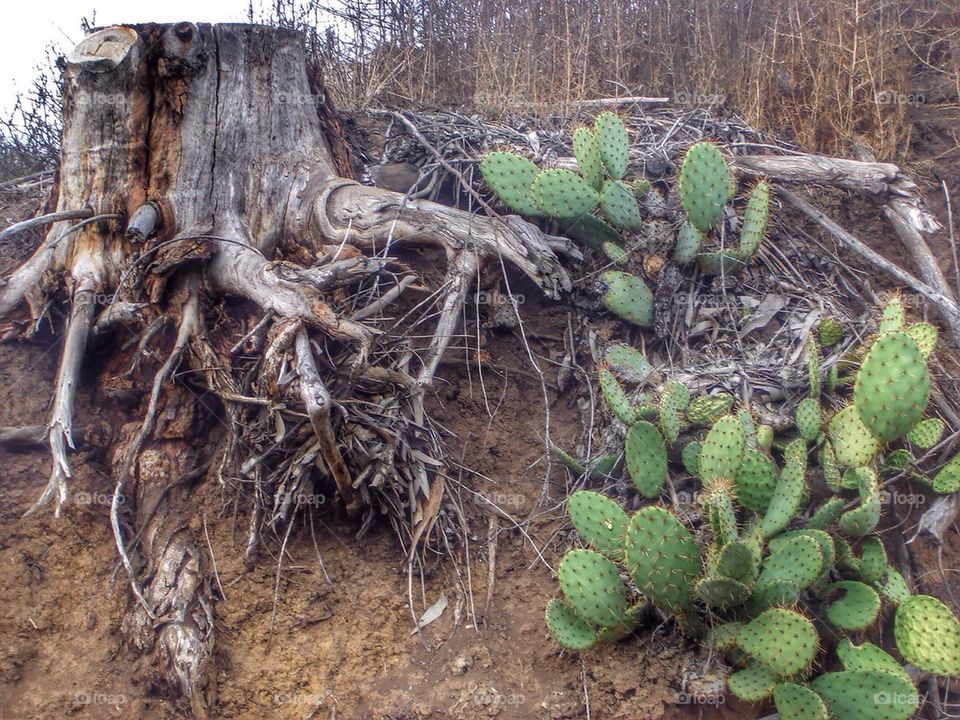 Roots and cactus