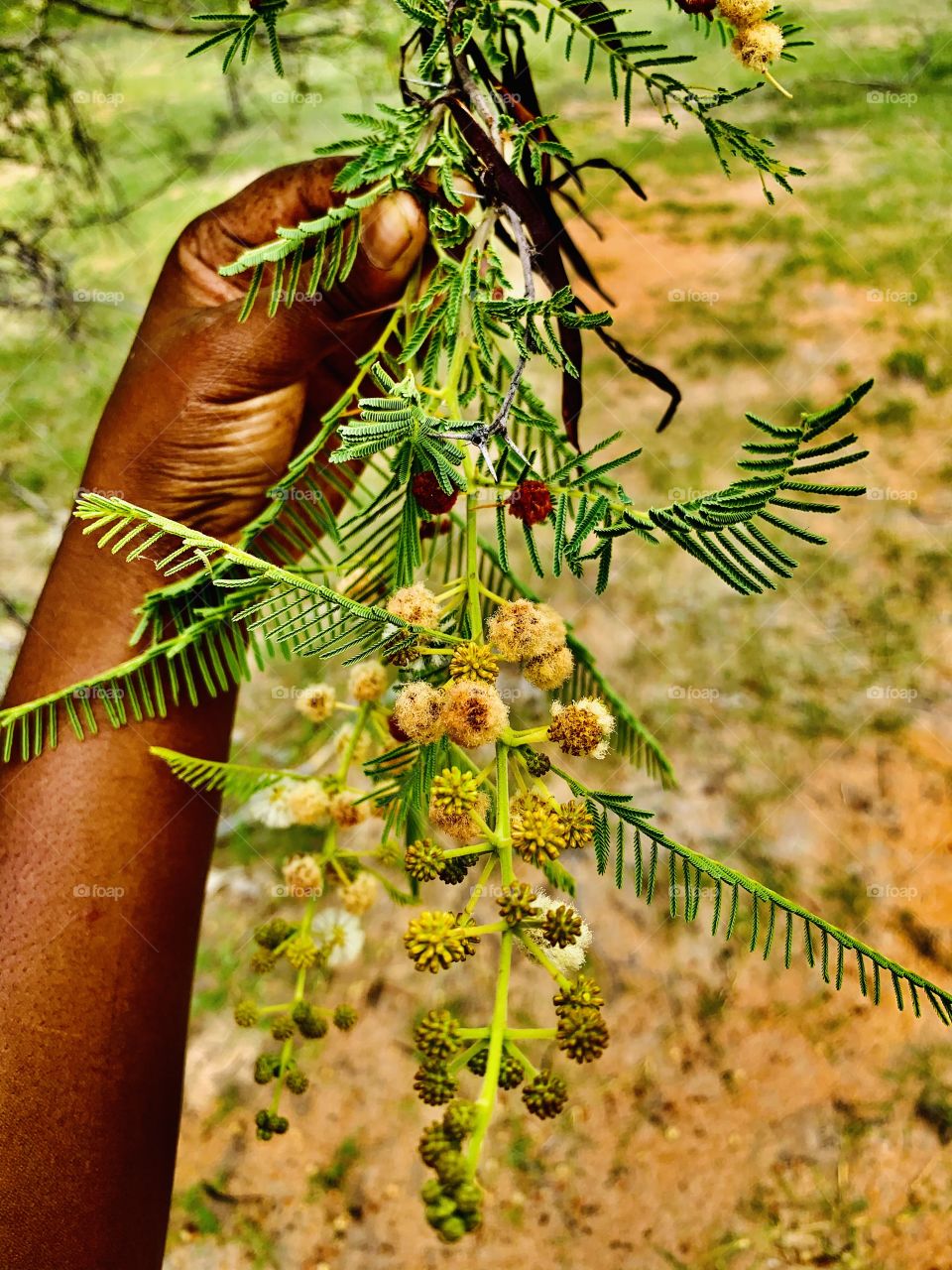 Flower buds of a small acacia shrub, they’ll turn into beans like fruits and are food to our livestock specifically goats. 