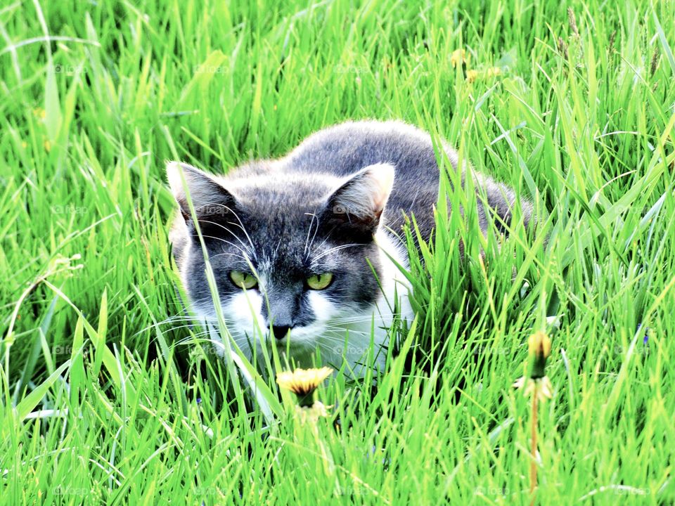 Cute little cat in the tall grass in Indiana 
