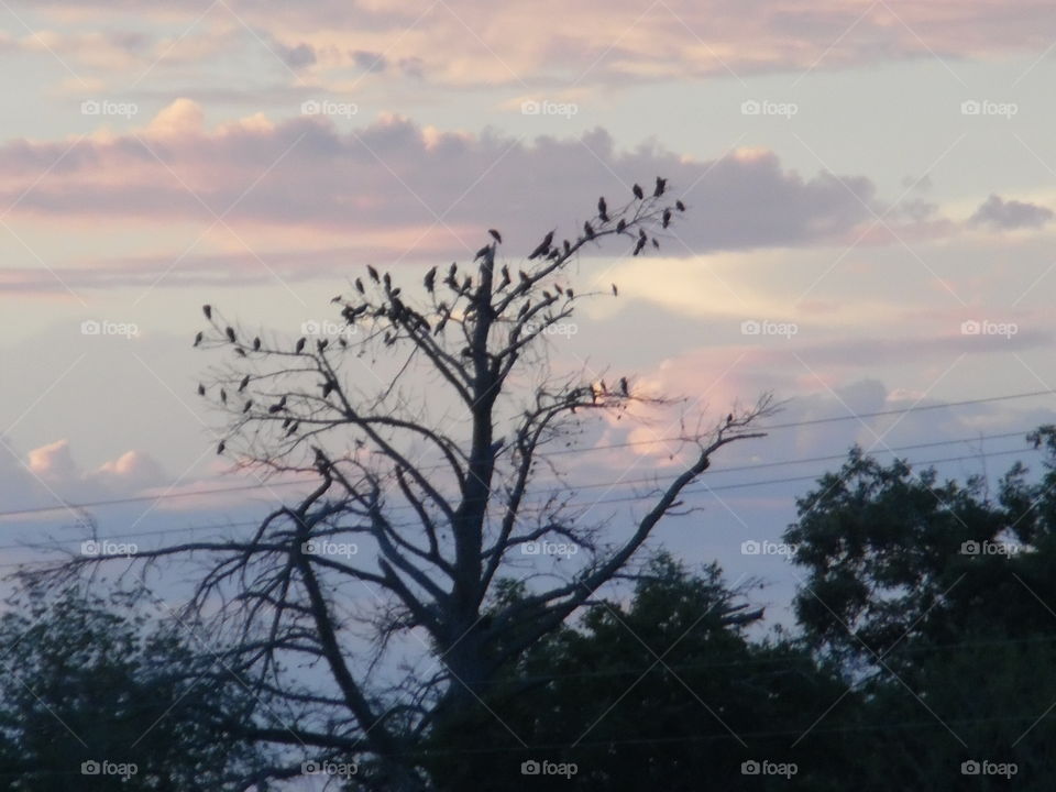 bird is the word 2. This is another picture of some birds that were perched in a tree. 👣 🚶 🏃 🔥 💨