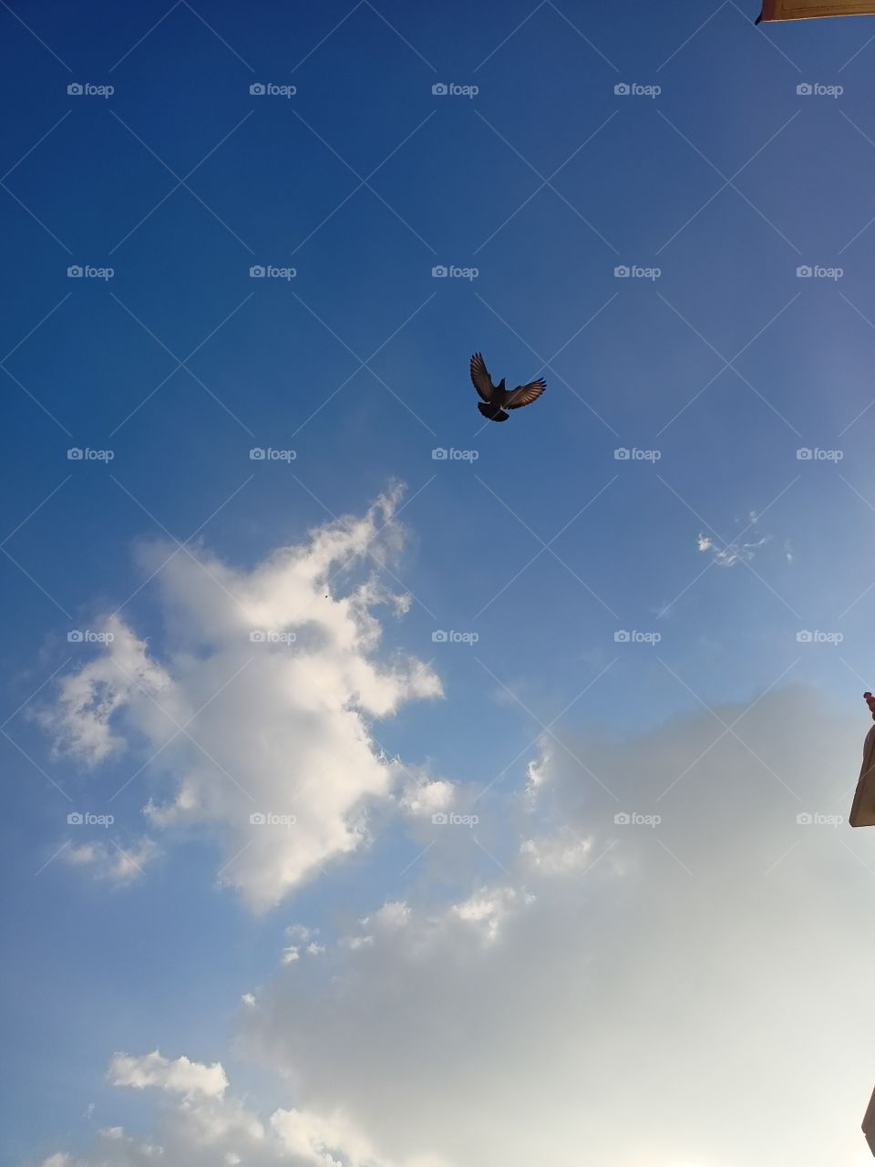 Came to college after a tiring day, and this click made the whole day beautiful