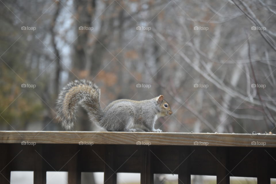 squirrel