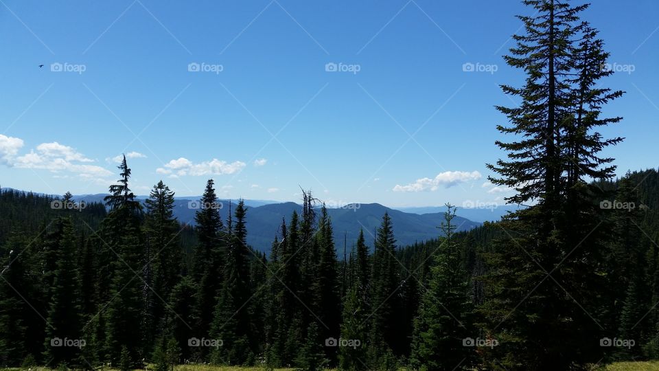 layered mountains behind tall forest trees