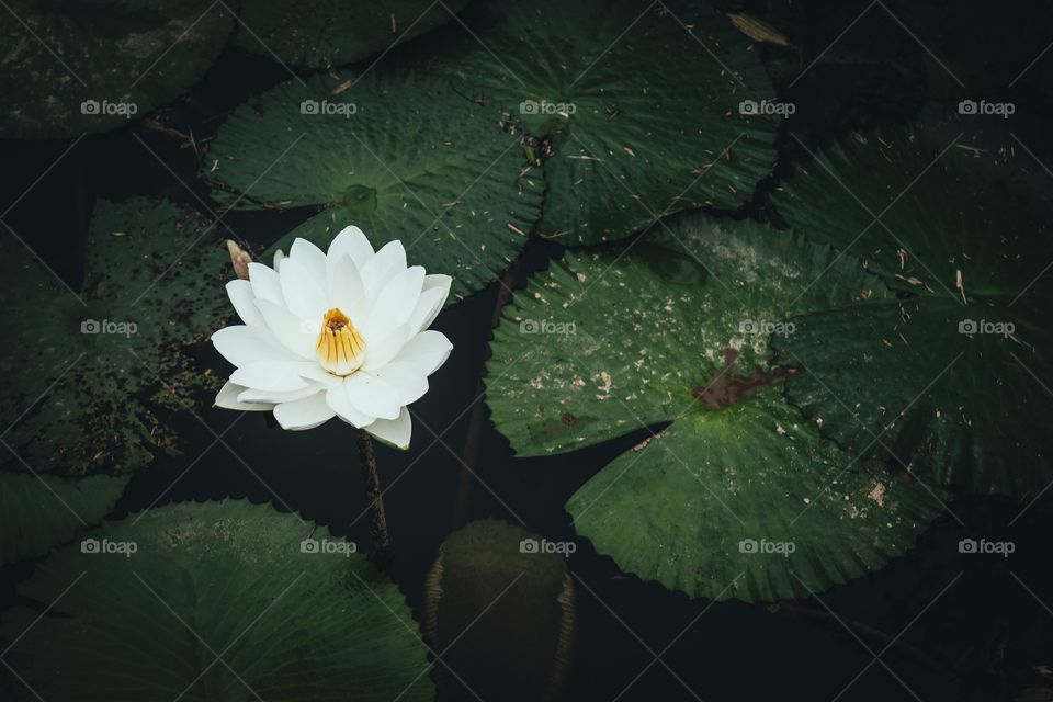 Water Lilly flower