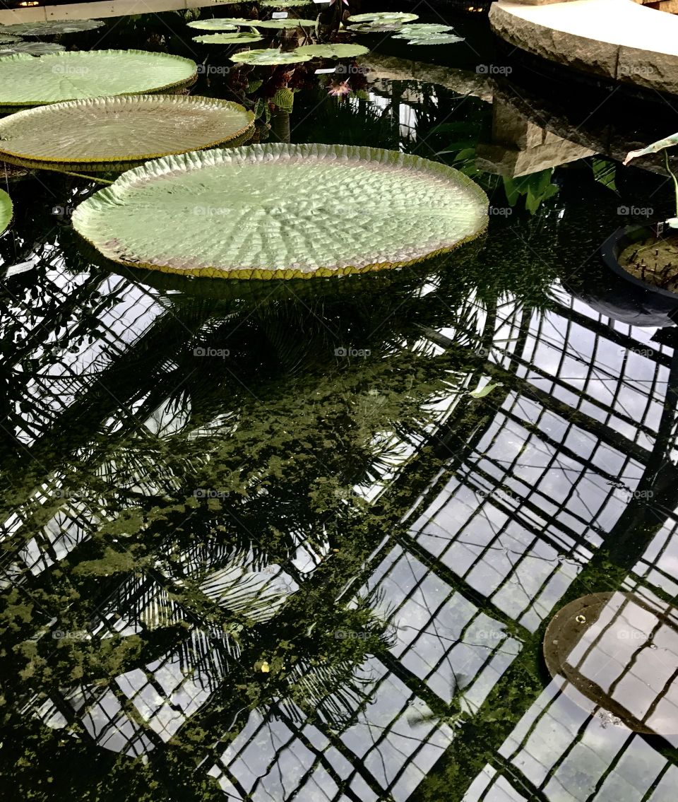 Giant lily pads float on a pond inside botanical gardens. The beautiful windows of the building and surrounding trees are reflected in the still water. 