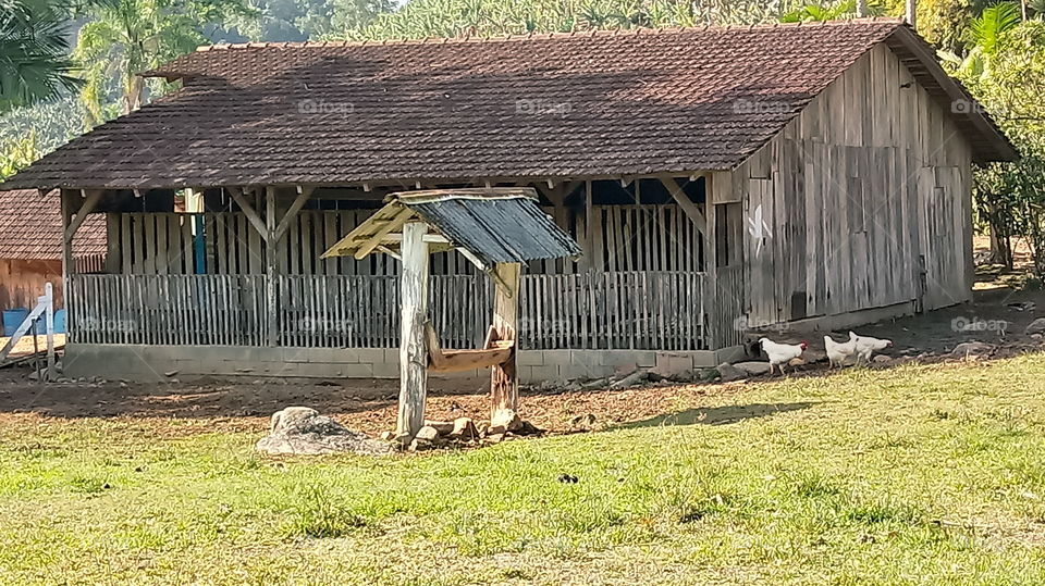 שועל, פרה, עגל, חתול, עדר, חוף, טבע, סביבה.