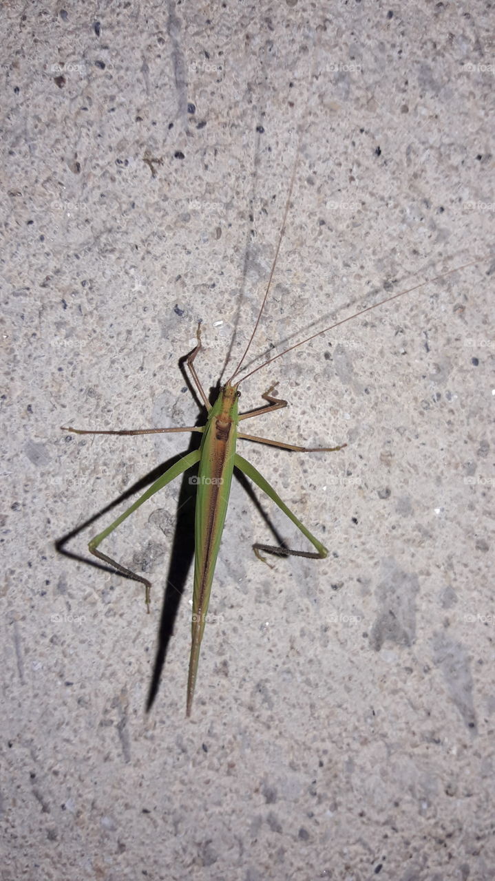 Grasshopper on wall