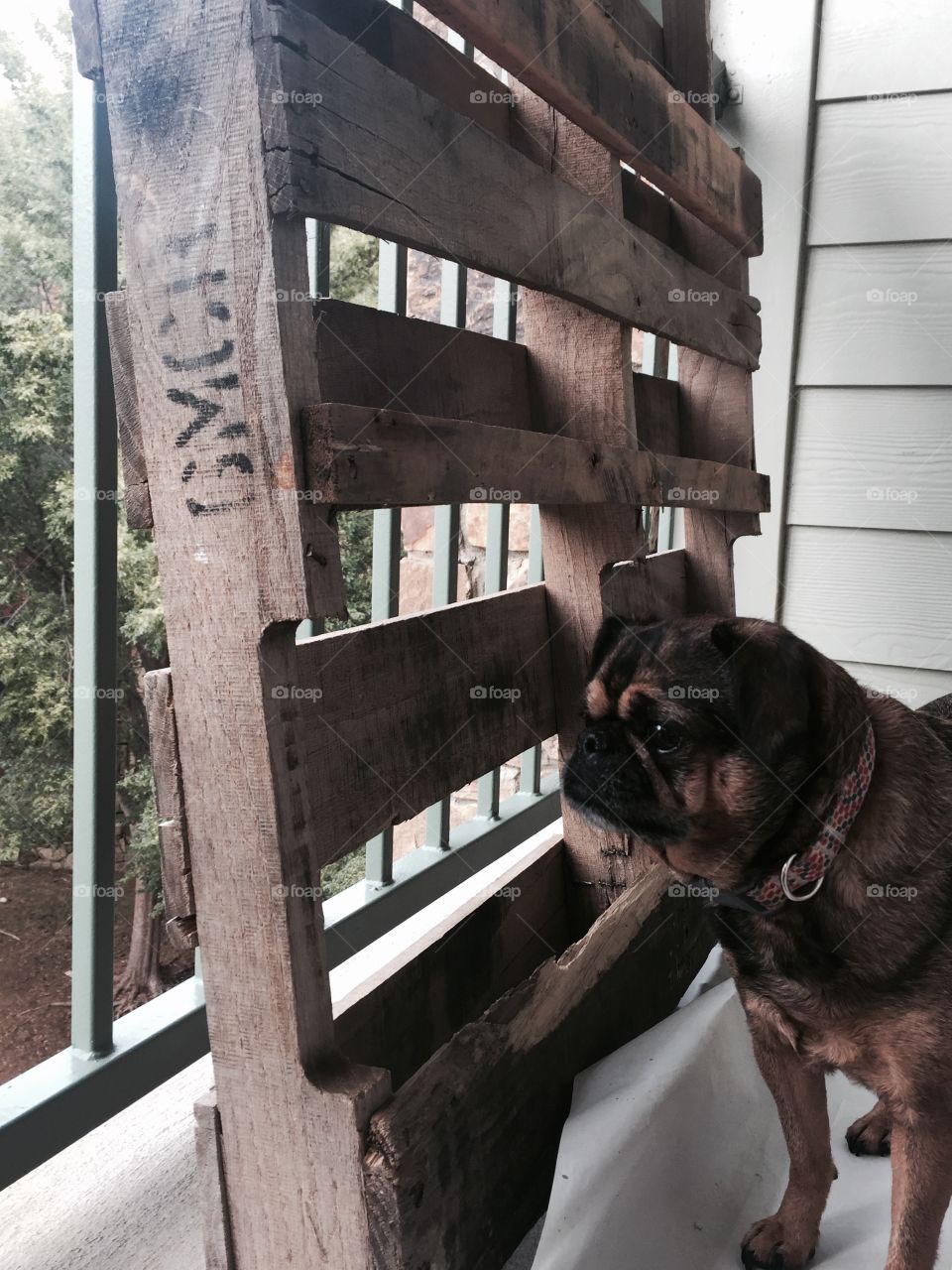 Brussels griffon dog by wooden pallet