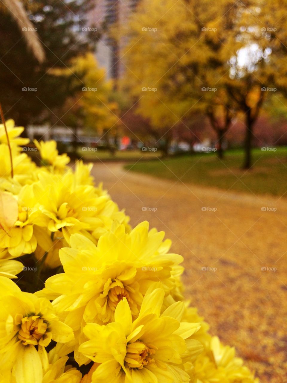 Golden autumn 