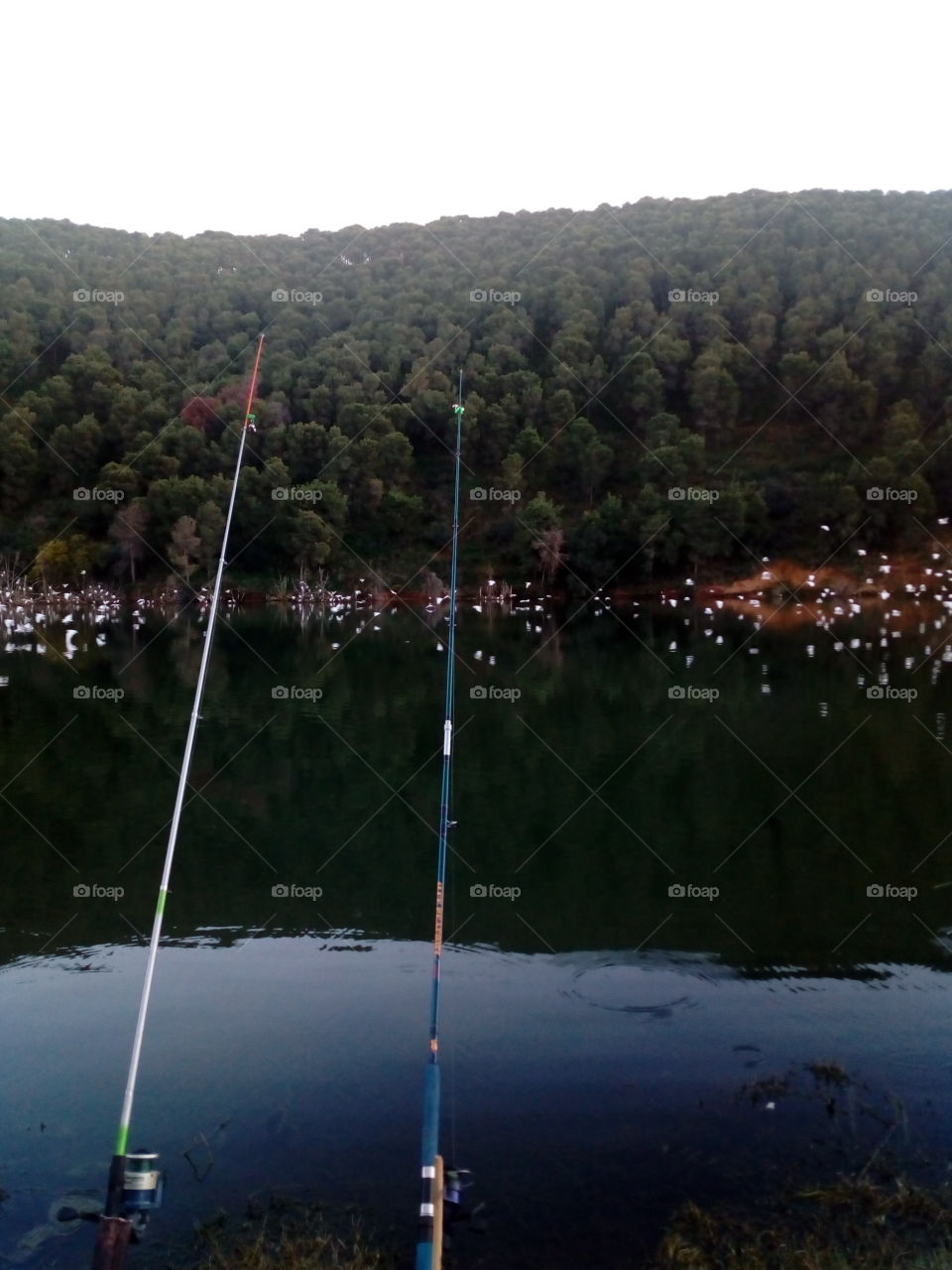 fishing hooks in a lake full of birds