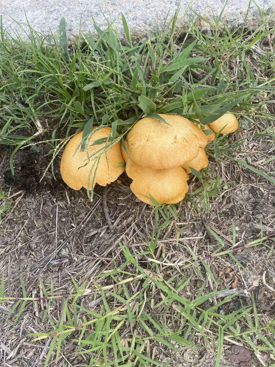 Yellow mushrooms 