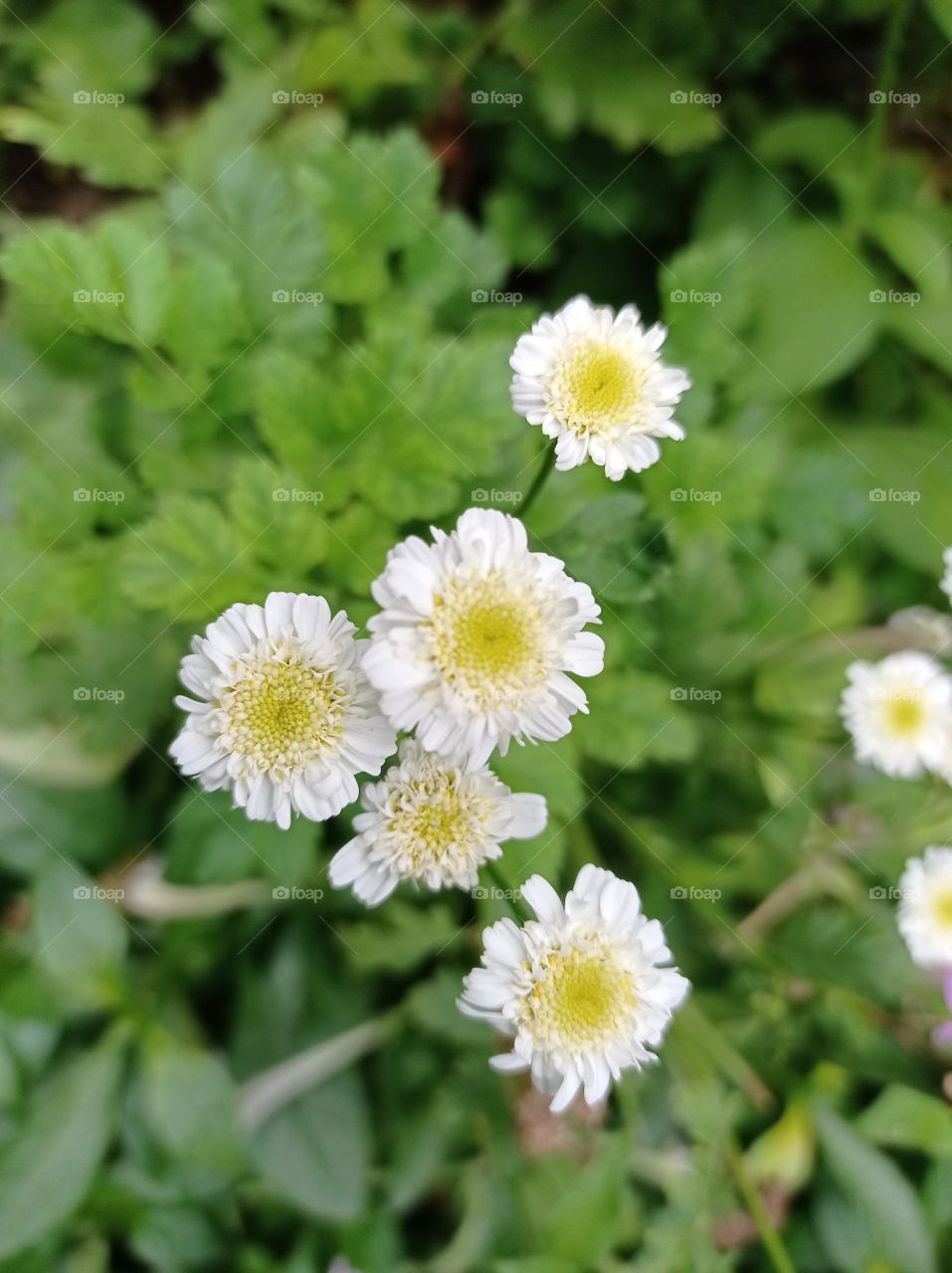 white flowers against green leaves