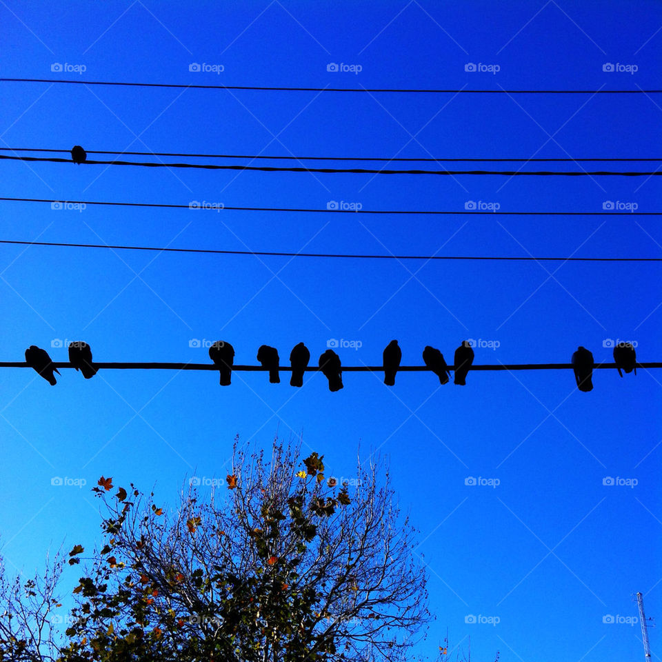 sky birds lines bird by djdanmurphy