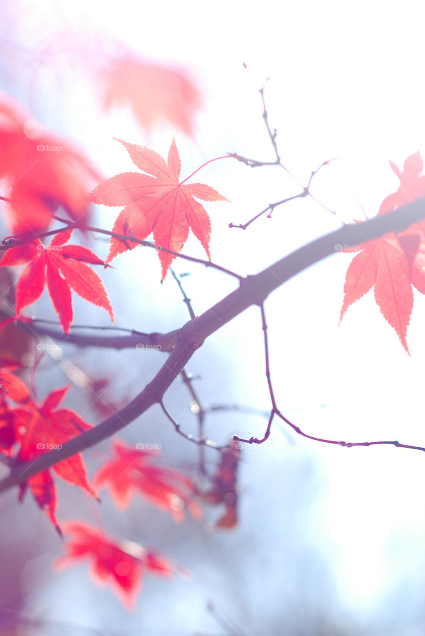 Japanese Maple