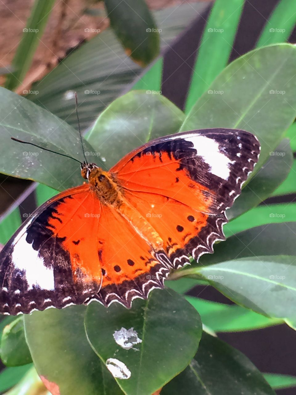 Australian butterfly 