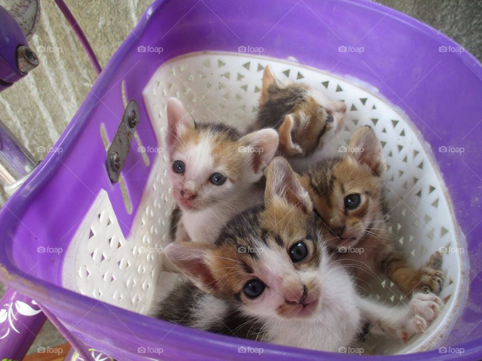 Four cute kittens are in a bicycle bask