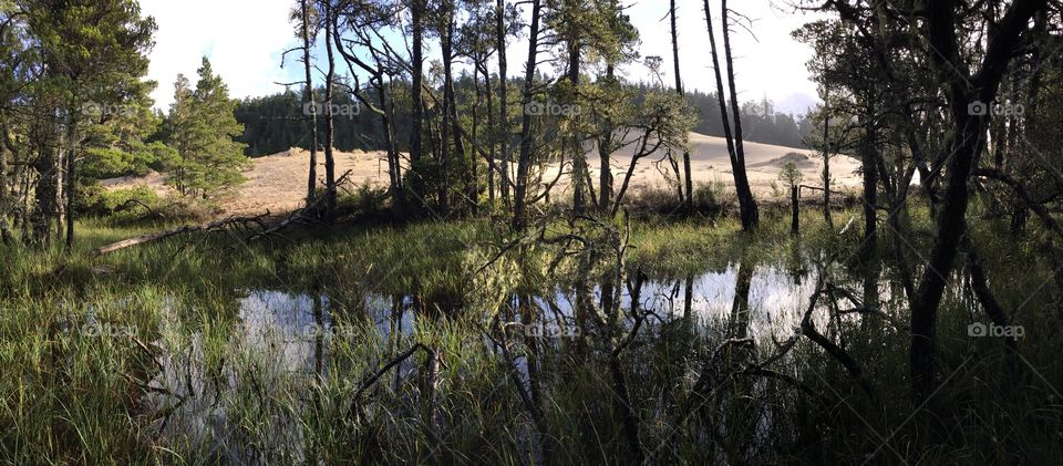 Oregon Sanddunes Freshwater Lake 