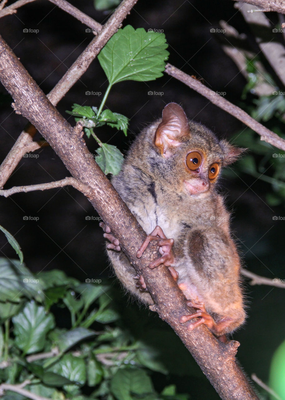 tarsius