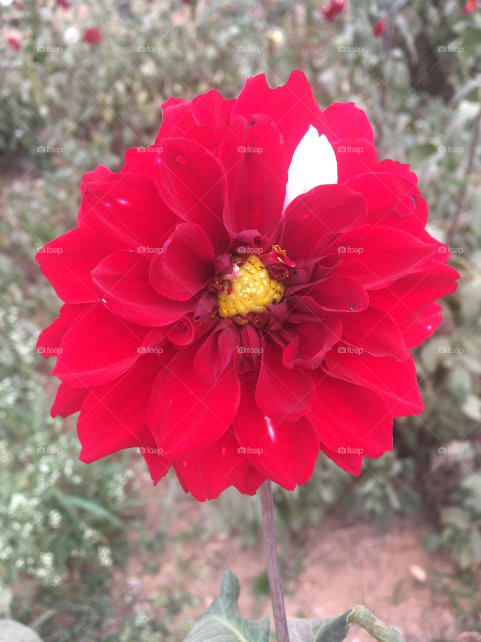 Uma inspirada Dália, uma flor maior do que a roseira e tão bonita quanto. E essa pétala de detalhe branco? / An inspired Dahlia, a flower bigger than the rose bush and just as beautiful. And this petal of white detail? (PLANTAS DO BRASIL)