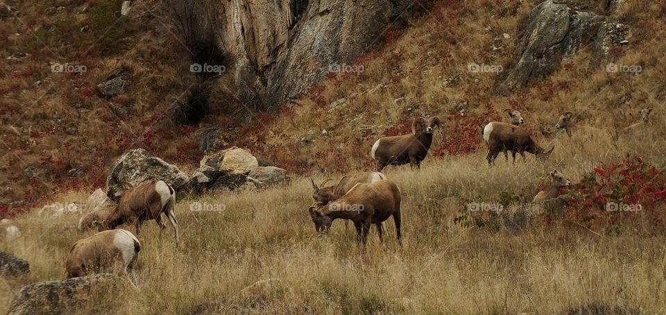 Big horn sheep in a meadow 