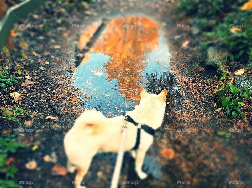 Shiba in puddle