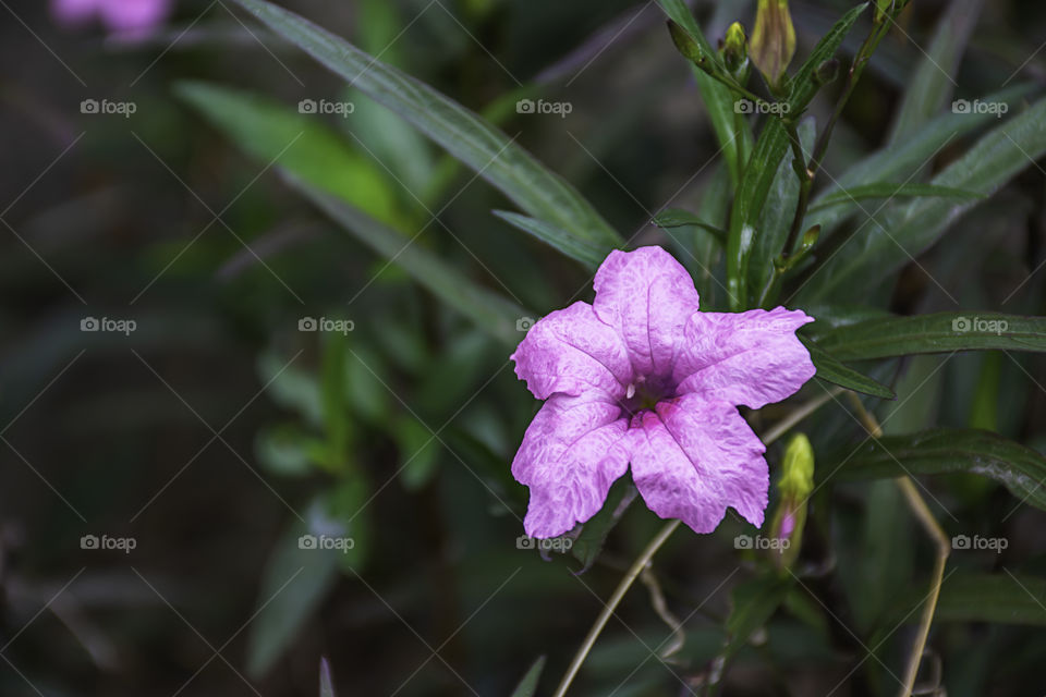 Pink flower or Ruellia squarrosa (Fenzi) Cufod  in garden.