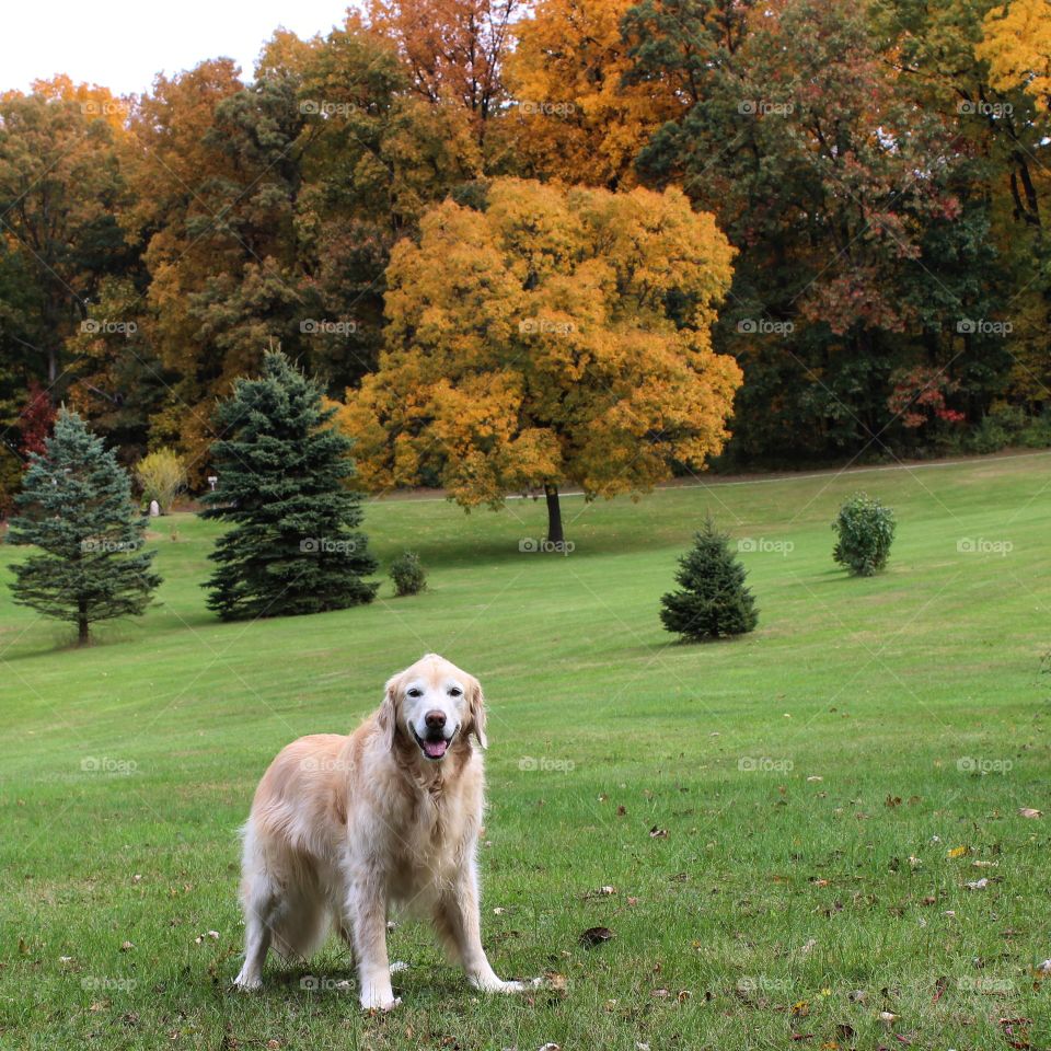 a beautiful Autumn day in Michigan,  leaves changing fast