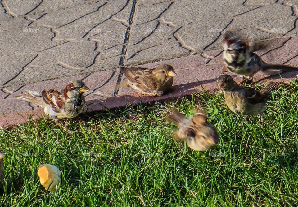 These are sparrows 👆