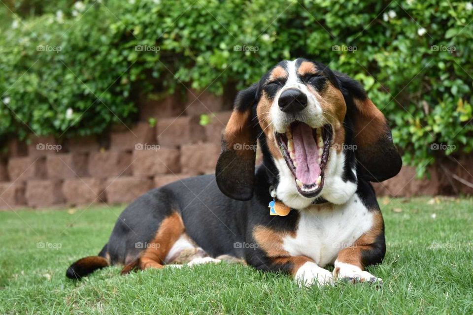 tricolor bassett hound lying in the lawn yawning