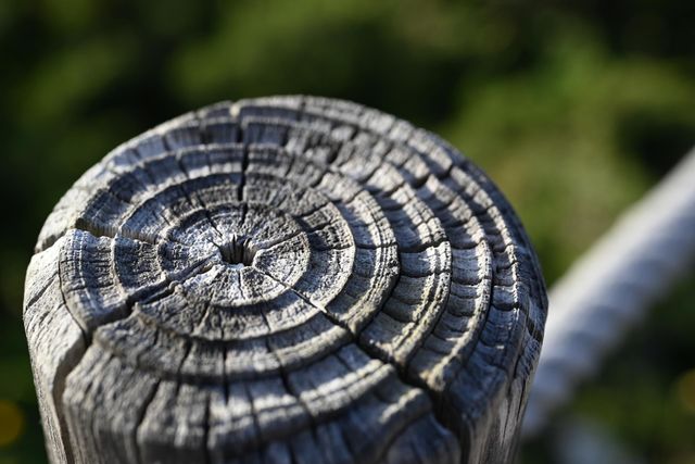 circles on wood