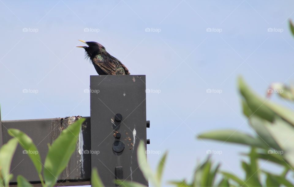 Agitated European starling calling out loudly from atop a tall metal pole 