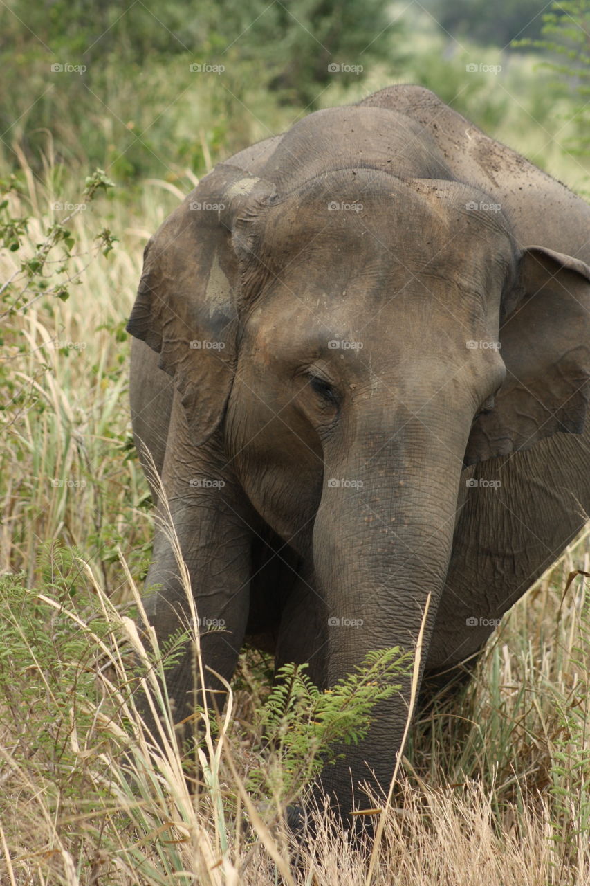 Local wildlife in Sri Lanka. Udawalawe National Park. Jeep Safari capture.