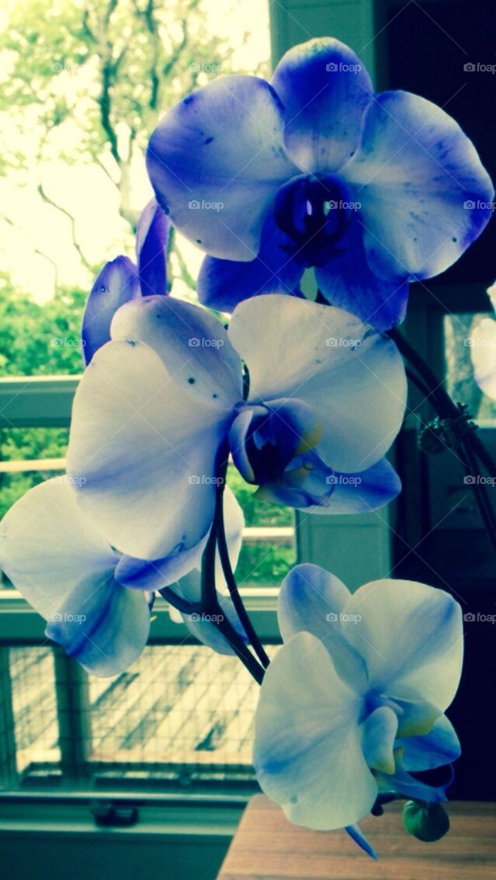 Orchids
