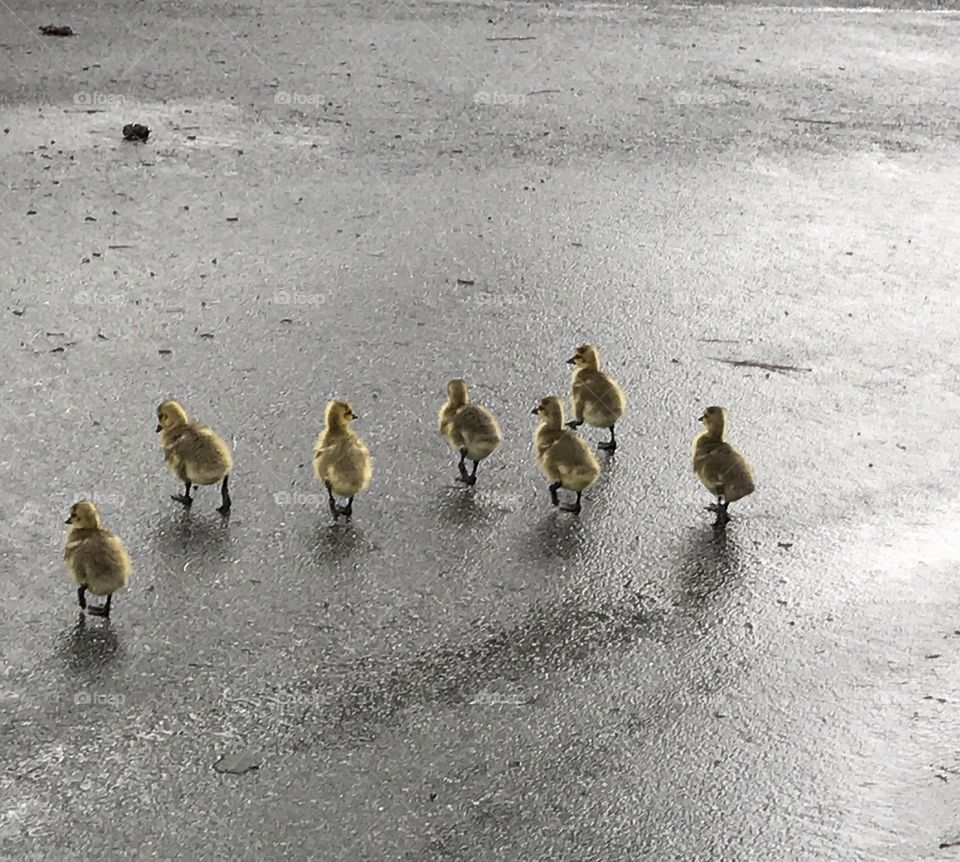 Goslings taking a stroll after a Summer rain 